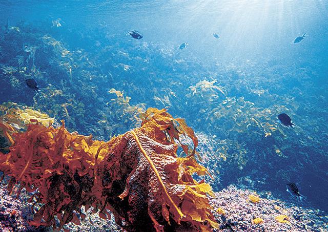 葉山沖防波堤のワカメ場