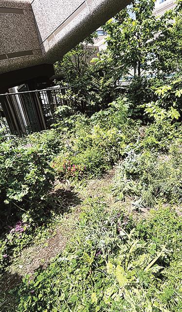 多様な植物を混生したＧｒｅｅｎ　Ｐｏｏｌ