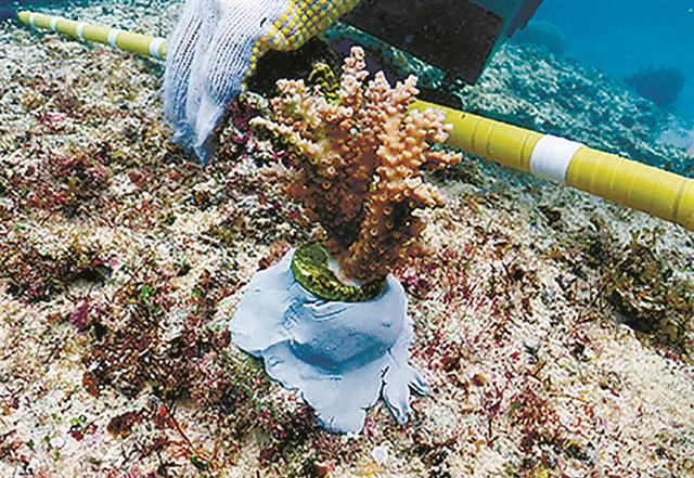 伊江島の海に移植したサンゴ（玉川学園のリリースから抜粋、提供・伊江島海の会）